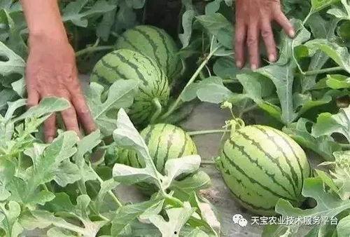 热门大瓜汇总,热门大瓜盘点,真相与八卦一网打尽
