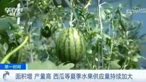 51朝阳吃瓜群众 qq瓜群,揭秘网络社交圈的“瓜田”盛景